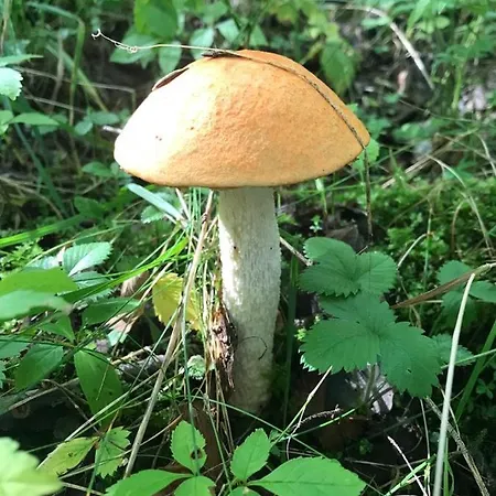 Filozofa Pod Polica * Skawica (Lesser Poland)